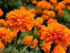 -越秀西湖花市(广州城市广场花卉店)