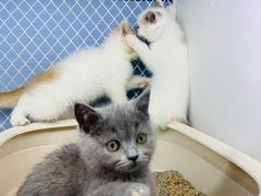 -喵的天空名猫咖啡馆·撸猫·猫舍·用品