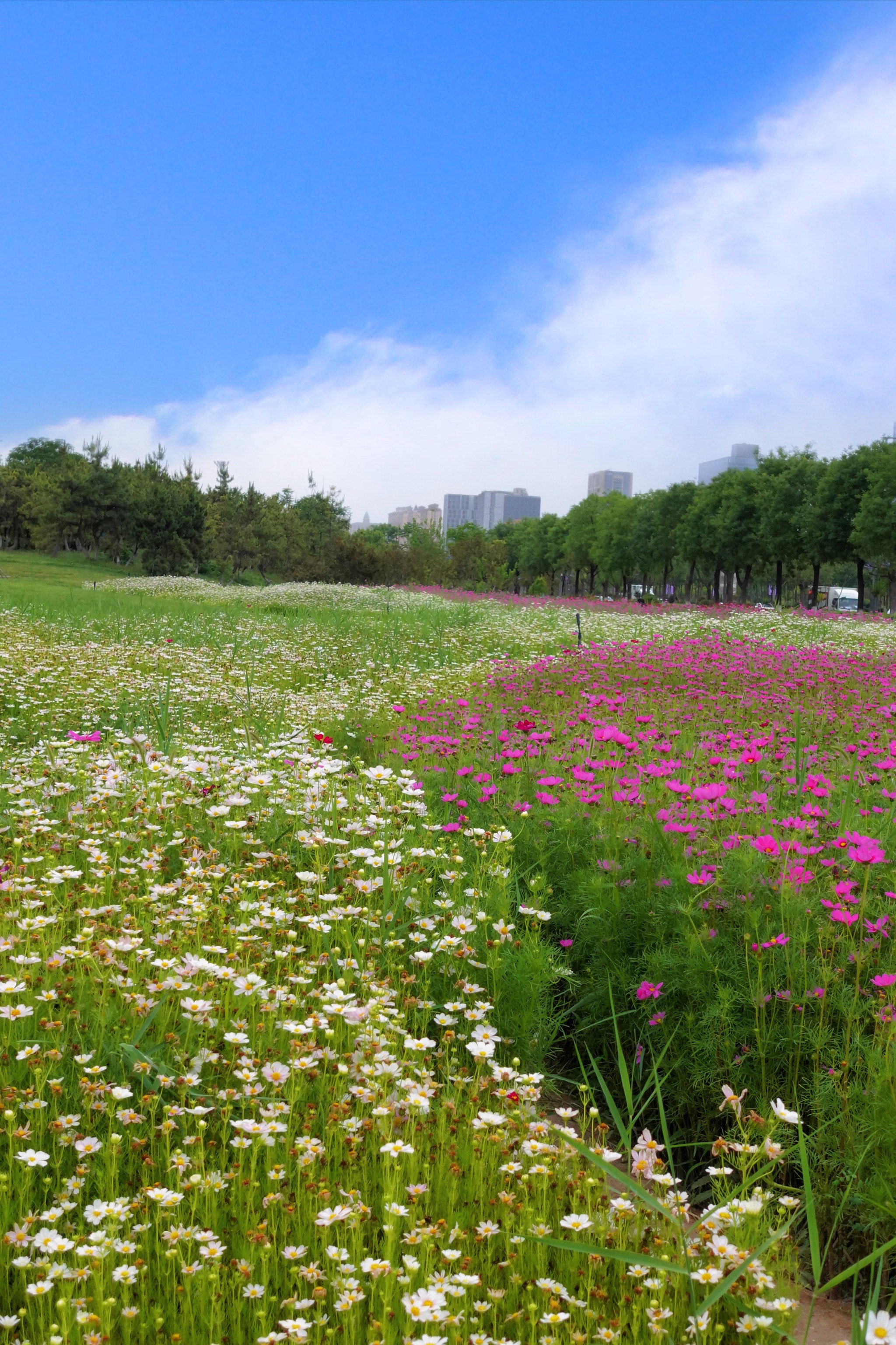 西安花海公园图片