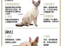 -山宅一喵德文卷毛猫舍