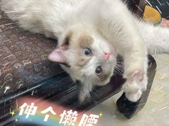 -lincat·猫舍(广州店)