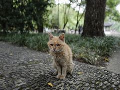 -西园寺