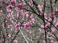 -南汇桃花村