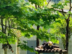 -卧龙中华大熊猫苑神树坪基地