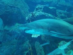 -迪拜水族馆及水下动物园