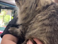 -安安宠医宠物医院·异宠·犬猫内科(岳阳分院)