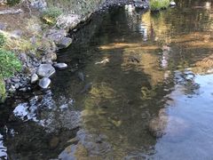 -水前寺成趣园