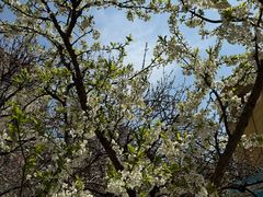 -长白岛森林公园