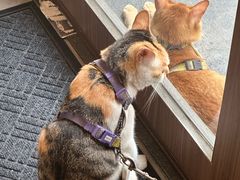 -Again Coffee Roaster(香蜜湖店)