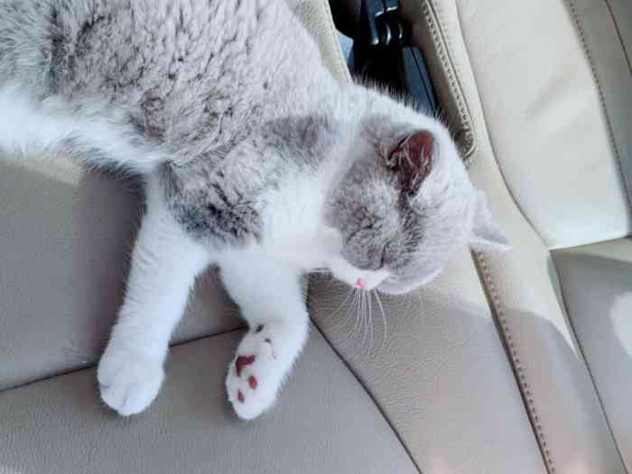 亮亮猫舍-"【项目】宠物售卖 11月9号领回了人生第."-大众点评移动版