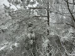 -庐山风景区花径公园