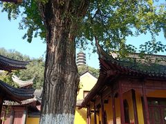 景点-焦山风景区