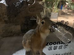 -zoonana室内动物园(东方福来德店)