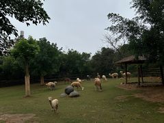 -泉州海丝野生动物世界