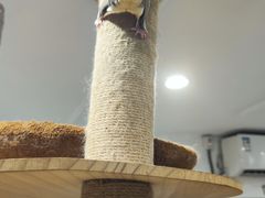-楼上猫咖(罗湖店)