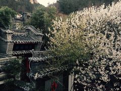 -老张烤羊(王哥庄店)