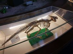 -辽宁古生物博物馆