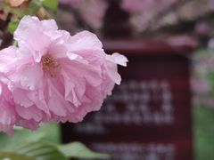 -西安青龙寺遗址景区