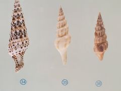 -青岛贝壳博物馆