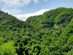 -川西竹海景区