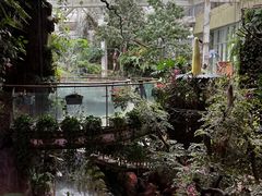 -正佳雨林生态植物园