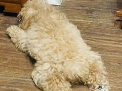 -瑞派·关忠动物医院·猫专科·犬专科(三环新城店)