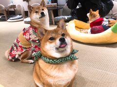 黄焖鸡-逗柴咖啡屋·狗咖猫咖宠物桌游