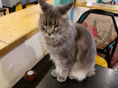 -猫小院猫主题咖啡厅(北锣店)