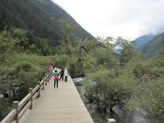 -九寨沟-树正沟