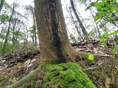 -中国茶叶博物馆(双峰馆区)