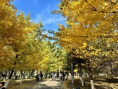 -长白岛森林公园