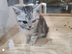 -1013 PET SHOP精品宠物商店(丁香店)
