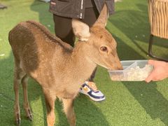 -浣熊柯尔鸭土拨鼠·电玩咖