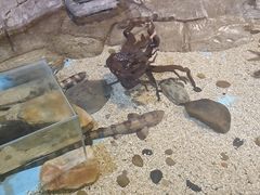 -芜湖新华联大白鲸海洋公园