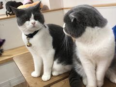 -李小姐の猫咖啡馆(五角场店)