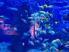 -海合安武汉极地海洋公园