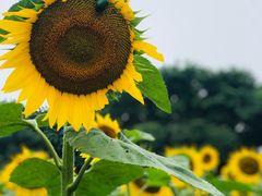 -松山湖梦幻百花洲