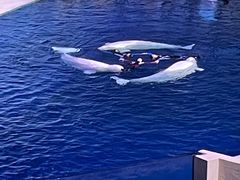 -珠海长隆海洋王国