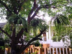 -Fern Forest Cafe