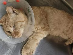 -萌兽医馆·犬猫专科·眼科中心·宠物医院(朝阳门分院)