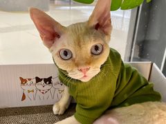 -COLOR PETS 撸猫馆·购猫·猫咖(长风大悦城店)