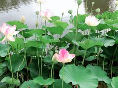 -墨尔本皇家植物园