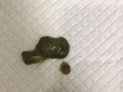 -北京观赏动物医院·24小时大型综合·猫专科·异宠专科