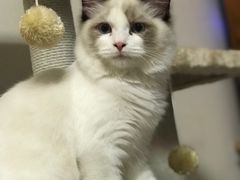 -猫大福·Fortune Cat猫舍(百子湾店)