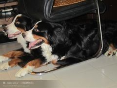 -宠物星动物医院·眼科·异宠·猫科(江南大道总院)