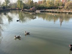 -溱湖国家湿地公园