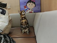 -MOCHA明星猫咖(田子坊店)