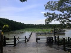 -大湾区中央湿地公园