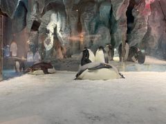 -帝企鹅自助餐厅•儿童岛•真企鹅(长隆企鹅酒店)