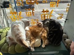 -平行世界·猫咖(首经贸店)
